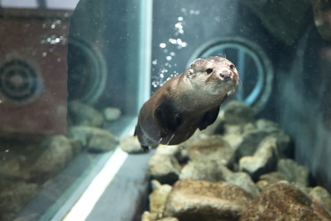 みなとやま水族館-13