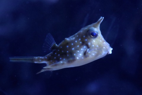 名古屋港水族館 南館水槽-17