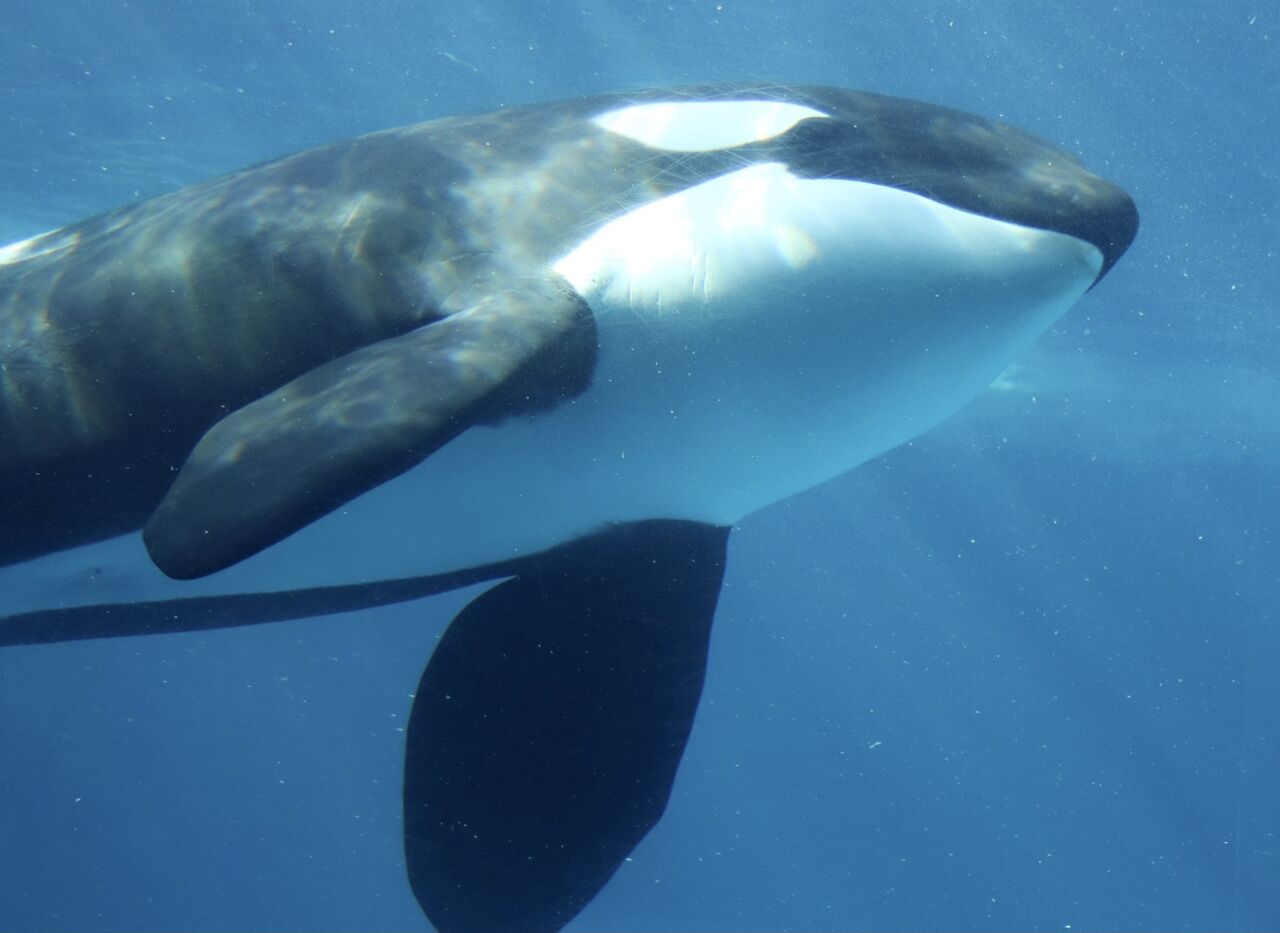 名古屋港水族館 シャチのアースの公開トレーニング 21年4月 主食は水族館です 名古屋港水族館 シャチのアースの公開トレーニング 21年4月 主食は水族館です