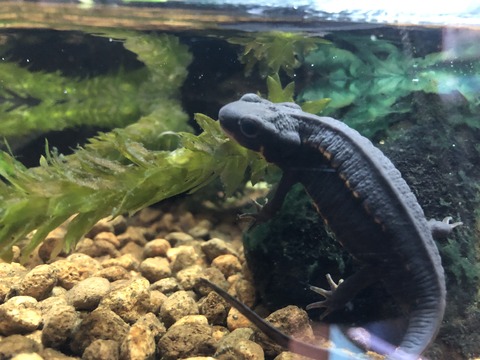 あわしま イモリ水槽-5