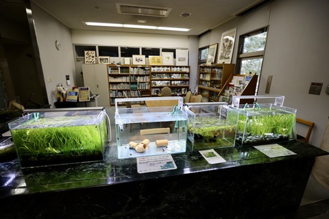 草津市立水生植物公園 みずの森-6