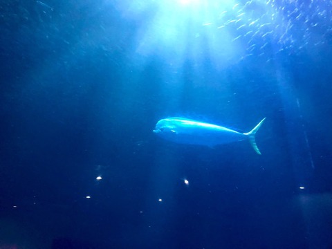 名古屋港水族館 シイラ-35