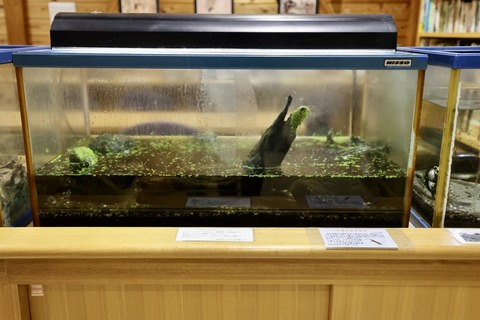 桶ケ谷沼ビジターセンターイモリ-1