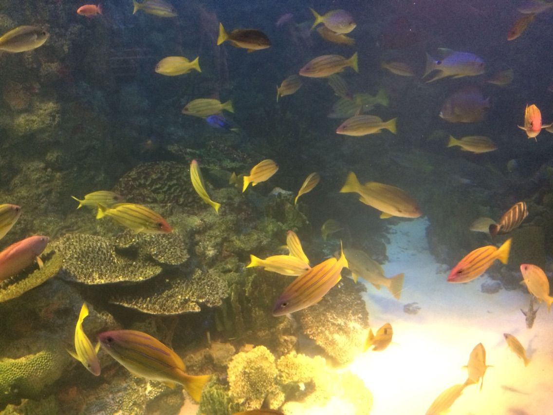 イッテq 水族館に行ってきました 主食は水族館です イッテq 水族館に行ってきました 主食は水族館です