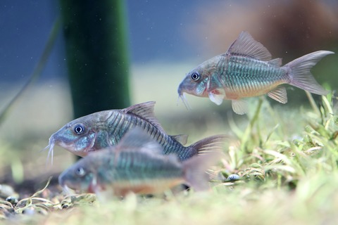 みなとやま水族館-28