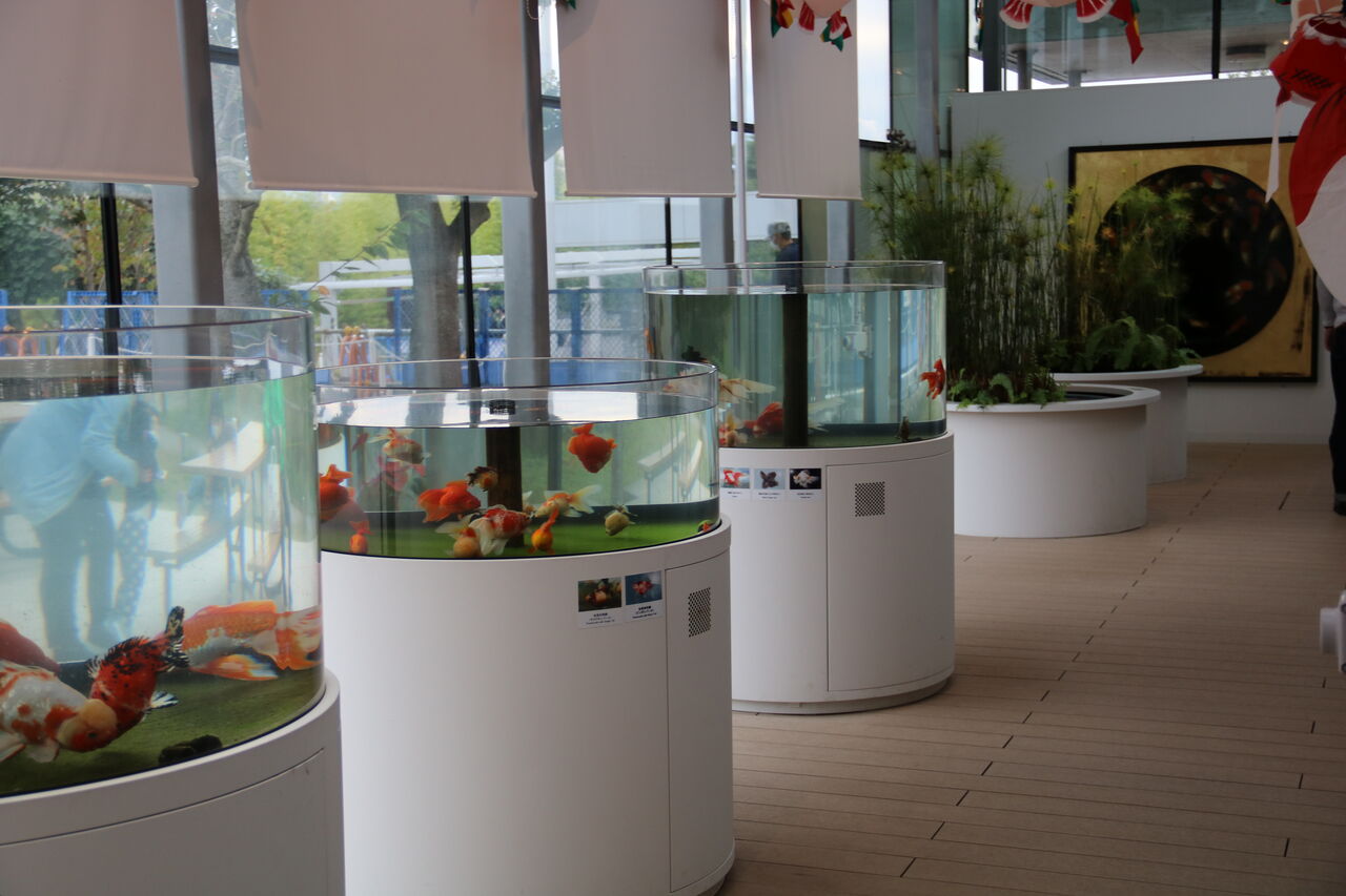 福島県 アクアマリンふくしま 金魚館 主食は水族館です
