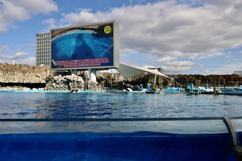 名古屋港水族館 リン 公開トレーニング-9