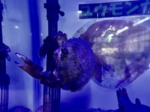 ドルフィンリゾート ウミガメプール-8