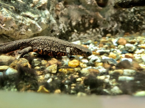 天王寺動物園 爬虫類生態館アイファー イモリ-3