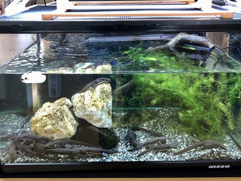 万博記念公園 自然観察学習館イモリ-2