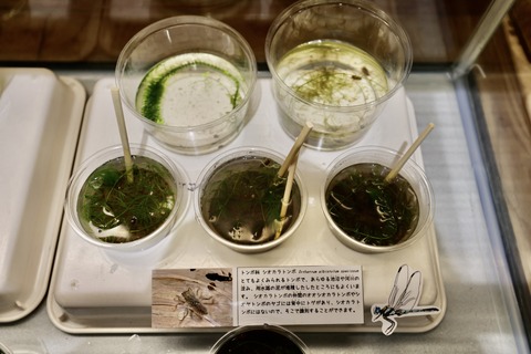 桶ケ谷沼ビジターセンター-11