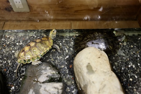 桶ケ谷沼ビジターセンター-13