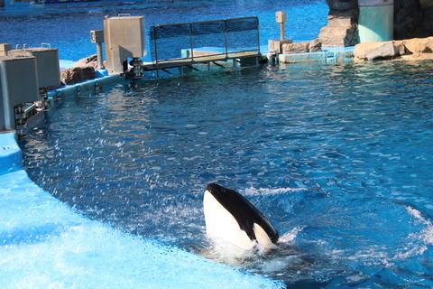 名古屋港シャチ-20