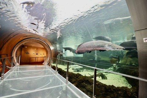 なかがわ水遊園-25