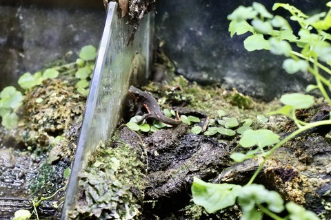 きんたい廃校博物館-40