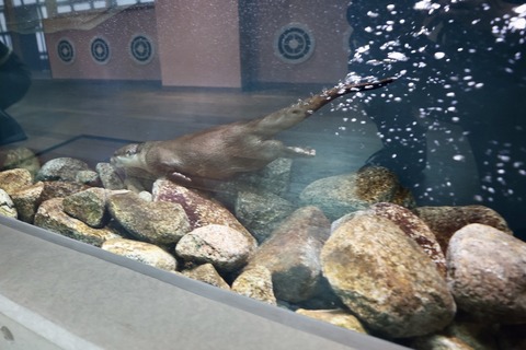 みなとやま水族館-12