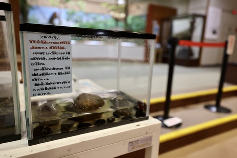 藤原岳自然科学館イモリ-1