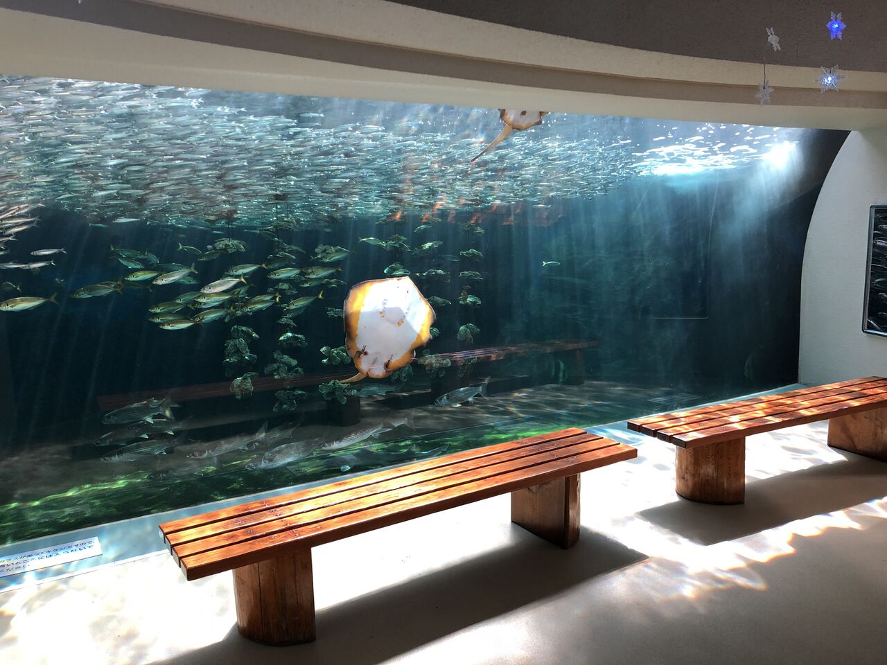 ふと あの水槽の前に立ちたい と思う事はありませんか 主食は水族館です