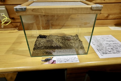 桶ケ谷沼ビジターセンター-5