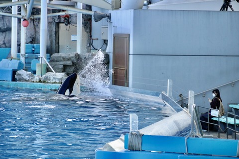 名古屋港水族館 リン 公開トレーニング-24