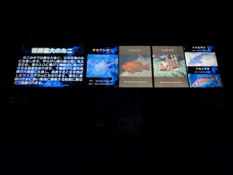 南館2階 深海ギャラリー-3