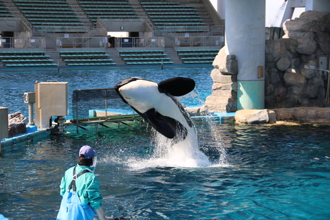 名古屋港水族館 シャチ2021-15