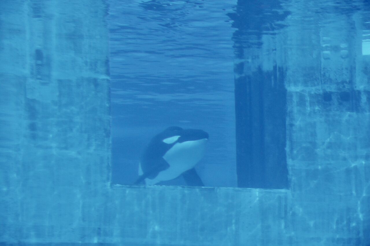 名古屋港水族館 シャチのアースの公開トレーニング 21年4月 主食は水族館です 名古屋港水族館 シャチのアースの公開トレーニング 21年4月 主食は水族館です