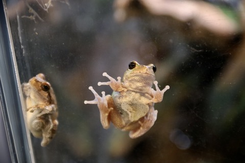 碧南海浜水族館-110