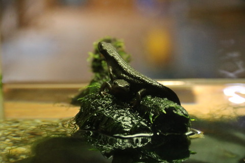 四万十川学遊館 あきついお-4