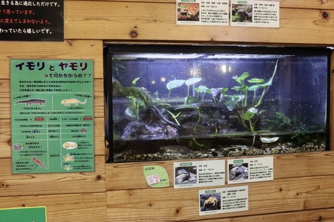 あわしま イモリ水槽-1