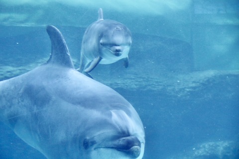 名古屋港 バンドウイルカ 赤ちゃん-8