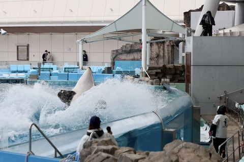 名古屋港シャチのリン公開トレーニング-13