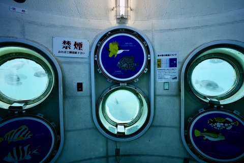 白浜海中展望塔-18