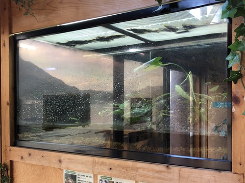 あわしま イモリ水槽-3