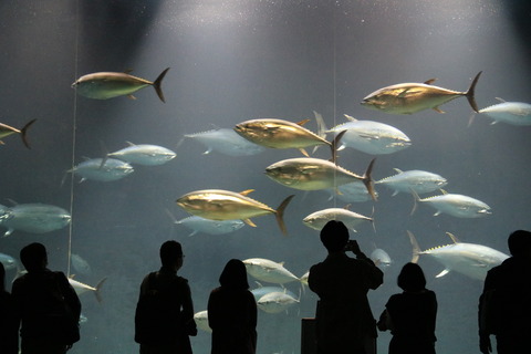 葛西臨海水族園-7