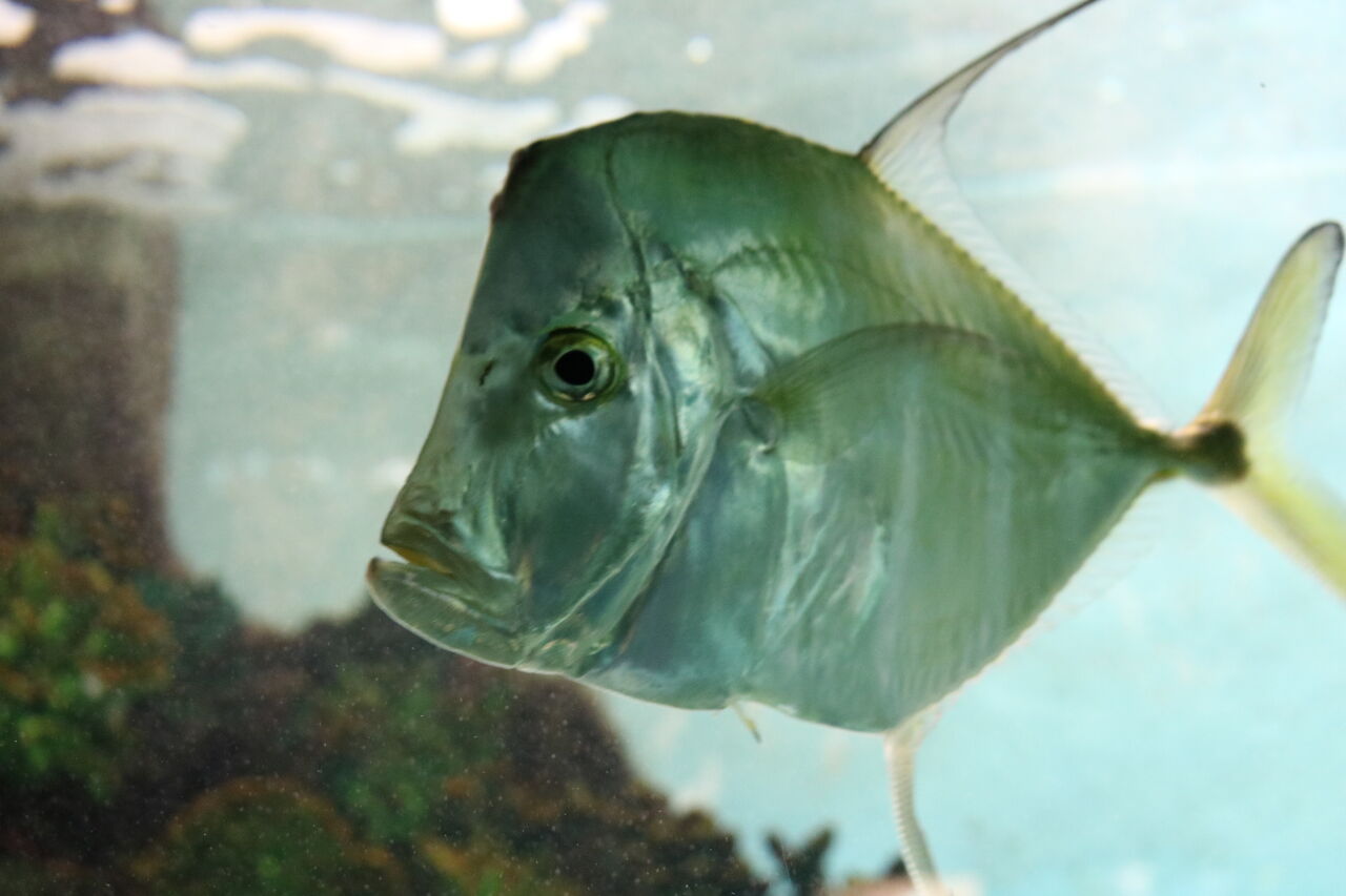 水族館クイズ この水槽がどの水族館か分かりますか 主食は水族館です