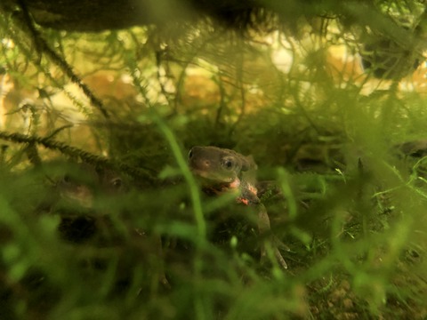 みなくち子どもの森 自然館-4