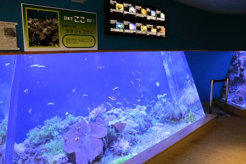 名古屋港オオシャコガイ-7