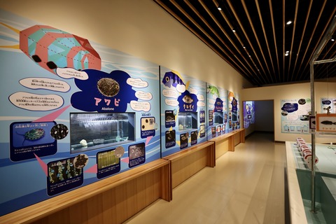 富山県栽培漁業センター-6