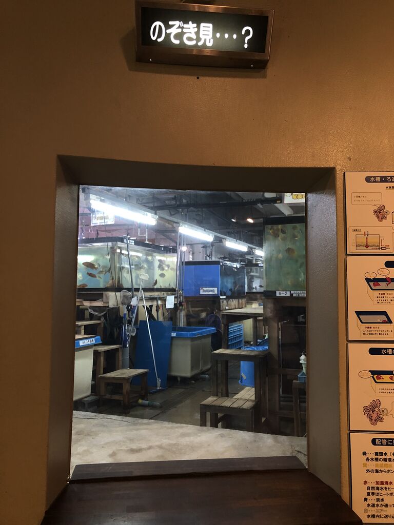 京都府 関西電力 宮津エネルギー研究所 丹後魚っ知館 主食は水族館です 京都府 関西電力 宮津エネルギー研究所 丹後魚っ知館 主食は水族館です