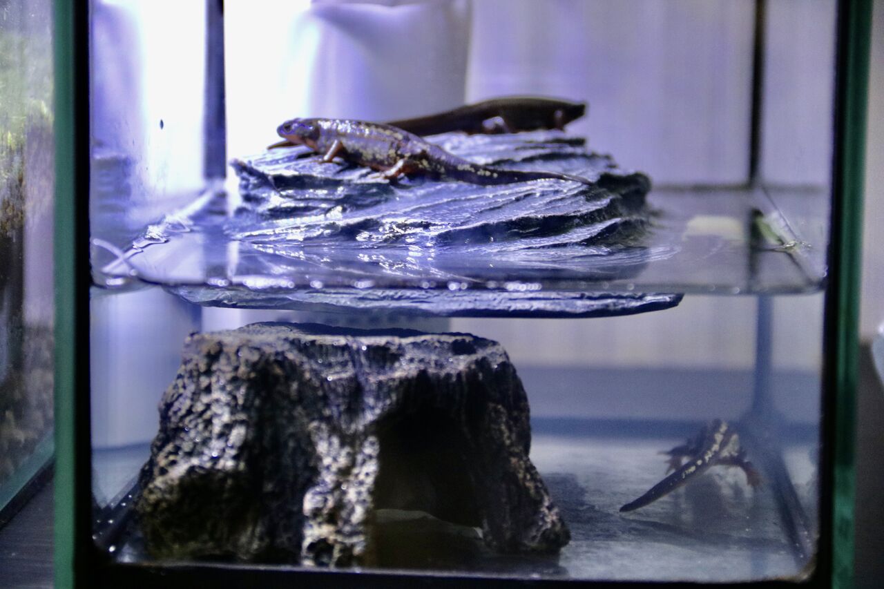 イモリの幼体 水棲化にチャレンジ 主食は水族館です イモリの幼体 水棲化にチャレンジ 主食は水族館です