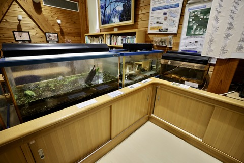 桶ケ谷沼ビジターセンター-7