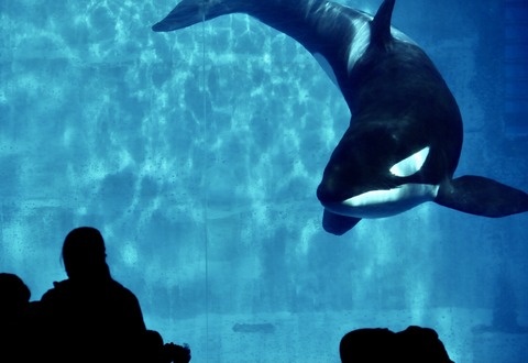 名古屋港水族館 リン 公開トレーニング-3