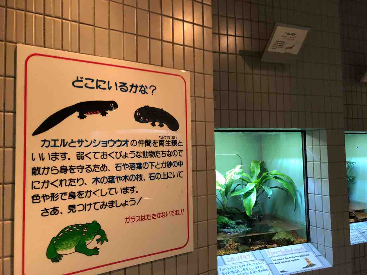 東山動物園のイモリ水槽は非常に充実しています 主食は水族館です