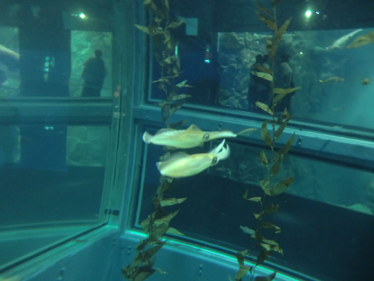 大阪府 海遊館 主食は水族館です 大阪府 海遊館 主食は水族館です