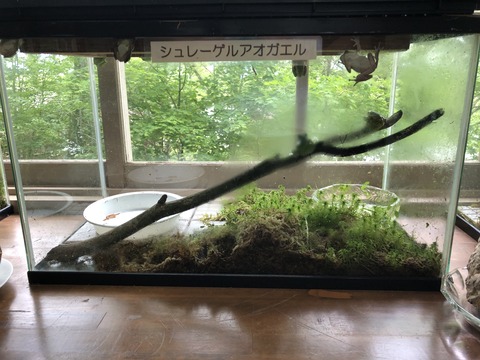 茶臼山高原両生類研究所 カエル館-22