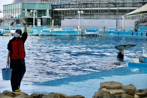 名古屋港水族館 リン 公開トレーニング-34