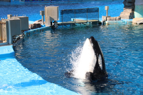 名古屋港シャチ-21