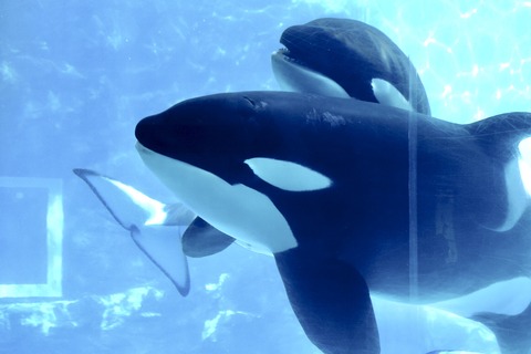 名古屋港水族館 リン 公開トレーニング-1