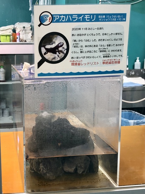 伊豆三津シー イモリ水槽-5